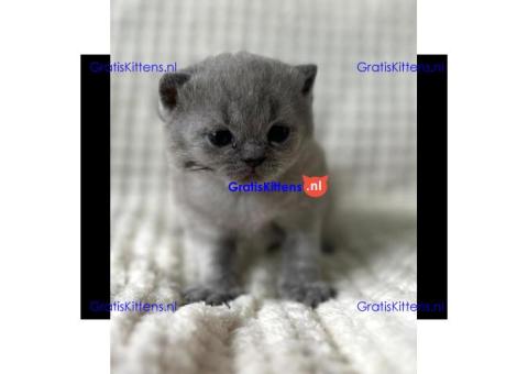 Britse Korthaar/Scottish Fold Blauw en Lilac kitten €Gratis Whatsapp-nummer: +32 460224753