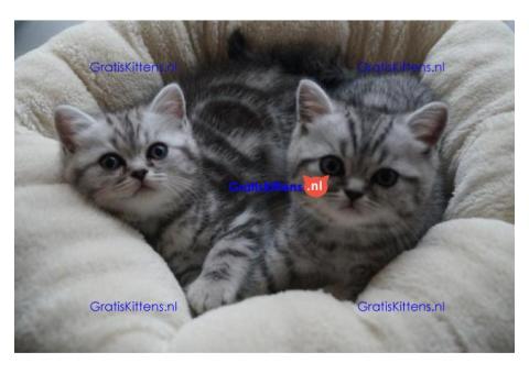 Britse Korthaar/Scottish Fold Blauw en Lilac kitten €Gratis Whatsapp-nummer: +32 460224753