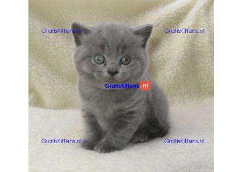 Britse Korthaar/Scottish Fold Blauw en Lilac kitten €Gratis Whatsapp-nummer: +32 460224753