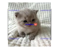 Britse Korthaar/Scottish Fold Blauw en Lilac kitten €Gratis Whatsapp-nummer: +32 460224753