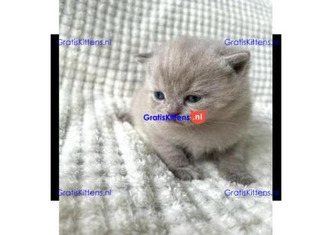 Britse Korthaar/Scottish Fold Blauw en Lilac kitten €Gratis Whatsapp-nummer: +32 460224753