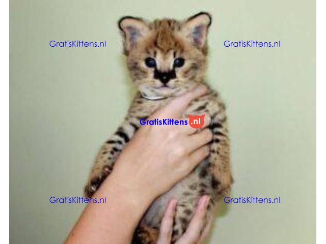 Savannah kittens serval en caracal 4 weken