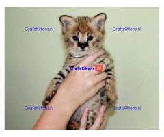 Savannah kittens serval en caracal 4 weken