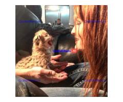 Savannah kittens serval en caracal 4 weken