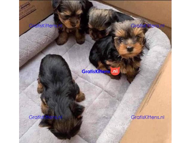 Yorkshire Terrier-puppy's.