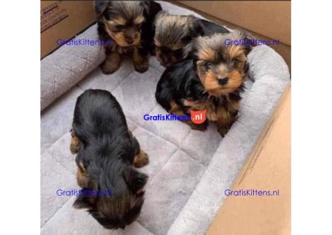 Yorkshire Terrier-puppy's.