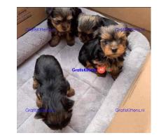 Yorkshire Terrier-puppy's.