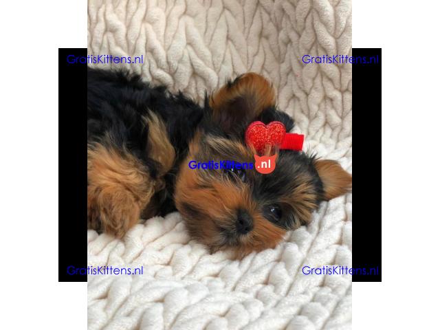 Yorkshire Terrier-puppy's.