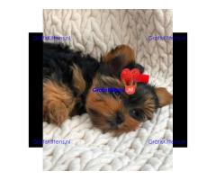 Yorkshire Terrier-puppy's.