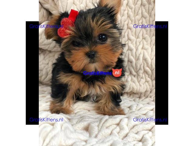 Yorkshire Terrier-puppy's.