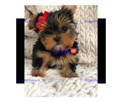 Yorkshire Terrier-puppy's.