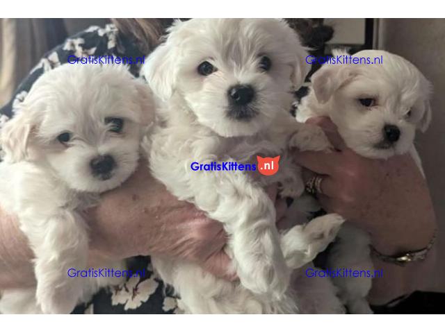 Maltese puppy's