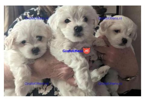 Maltese puppy's