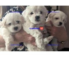 Maltese puppy's