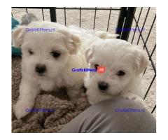 Maltese puppy's