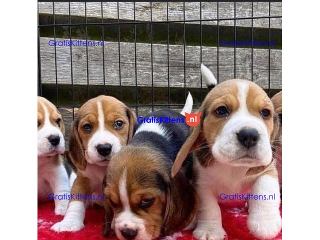 Prachtige Beagle-puppy's