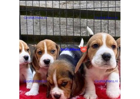 Prachtige Beagle-puppy's