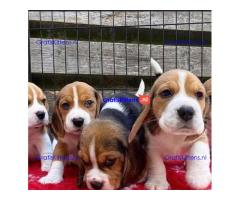 Prachtige Beagle-puppy's