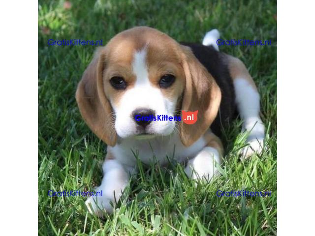 Prachtige Beagle-puppy's