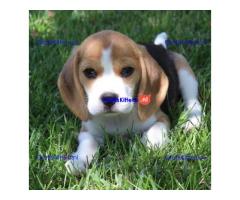 Prachtige Beagle-puppy's