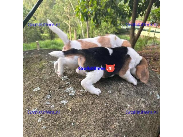 Prachtige Beagle-puppy's