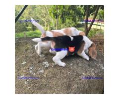 Prachtige Beagle-puppy's