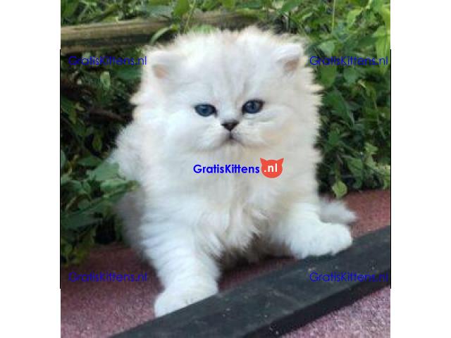 Prachtige Gccf Ragdoll-kittens,..