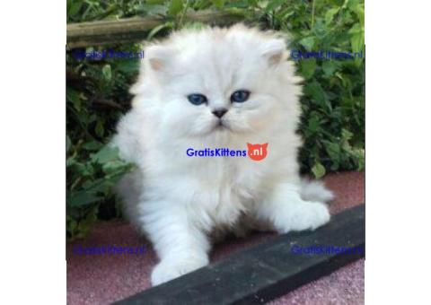 Prachtige Gccf Ragdoll-kittens,..