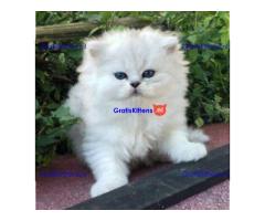 Prachtige Gccf Ragdoll-kittens,..