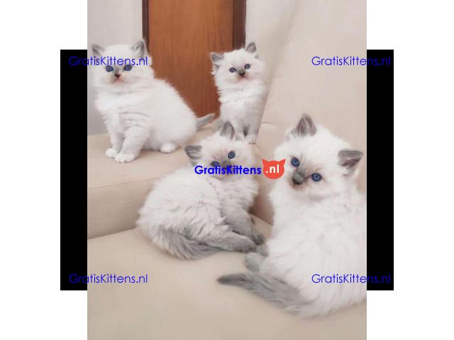 Prachtige Gccf Ragdoll-kittens,..