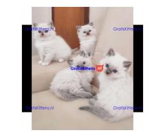 Prachtige Gccf Ragdoll-kittens,..