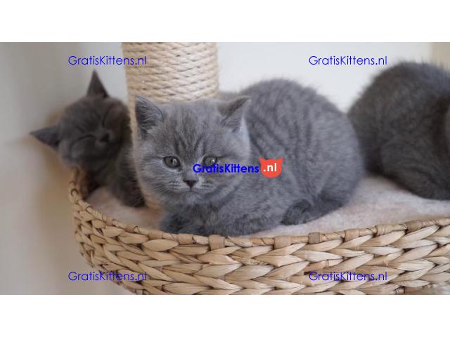 Prachtige Britse Korthaar Kittens,