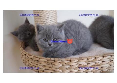 Prachtige Britse Korthaar Kittens,