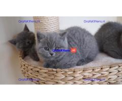 Prachtige Britse Korthaar Kittens,