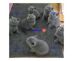 Prachtige Britse Korthaar Kittens,