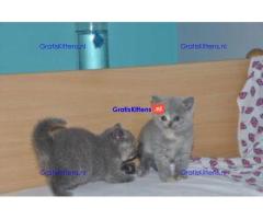 Prachtige Britse Korthaar Kittens,