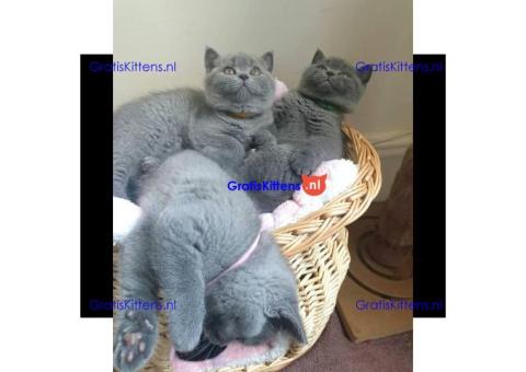 Britse Korthaar/Scottish Fold Blauw en Lilac kitten € Whatsapp-nummer: +32 460224753