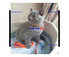 Britse Korthaar/Scottish Fold Blauw en Lilac kitten € Whatsapp-nummer: +32 460224753