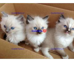 ragdoll kittens ter adoptie