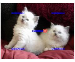 Stamboom Ragdoll-kittens