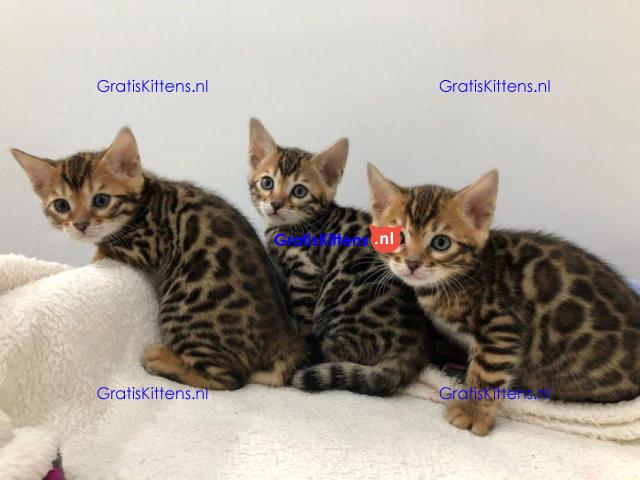 Gratis kerstcadeau Bengalen en prachtige kittens voor gratis adoptie