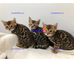 Gratis kerstcadeau Bengalen en prachtige kittens voor gratis adoptie