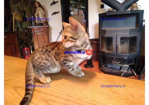 Kerstcadeau Gratis Savannah-kittens ter adoptie