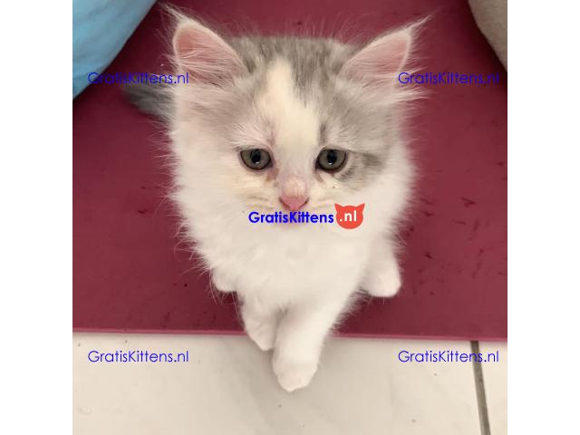 Cadeau Perzisch katje voor gratis adoptie