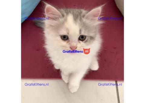 Cadeau Perzisch katje voor gratis adoptie