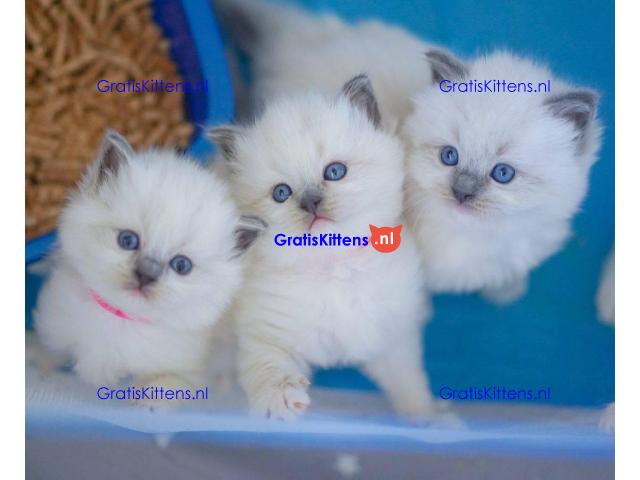 Gratis cadeau Ragdoll kitten voor gratis adoptie