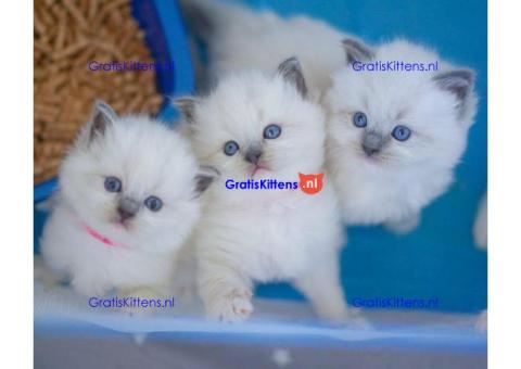 Gratis cadeau Ragdoll kitten voor gratis adoptie