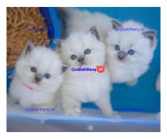 Gratis cadeau Ragdoll kitten voor gratis adoptie