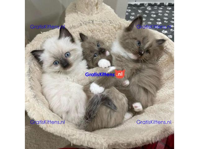 Gratis cadeau Ragdoll kitten voor gratis adoptie