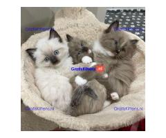 Gratis cadeau Ragdoll kitten voor gratis adoptie